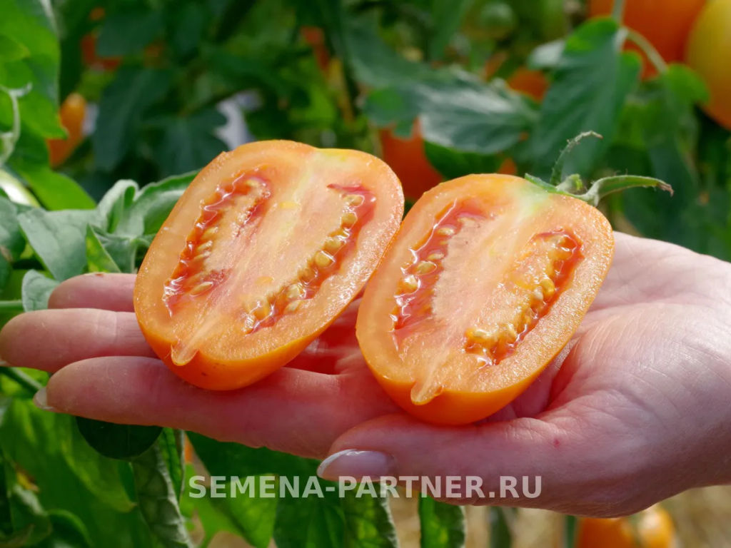 Томат Сиеста - Партнер фото 6