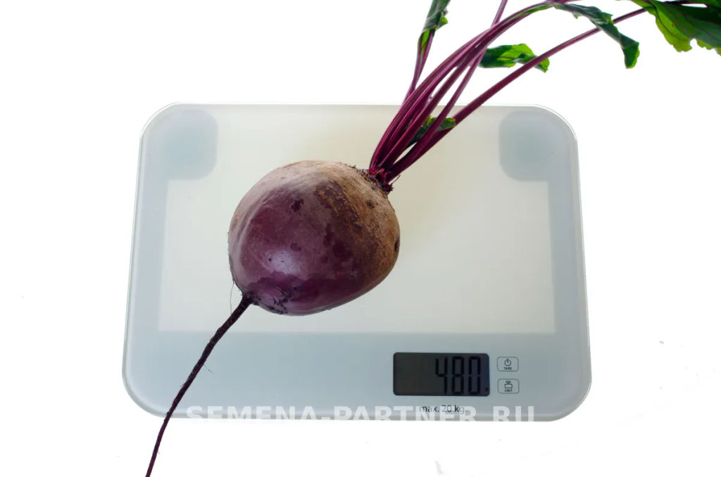 Свекла столовая Пабло - Партнер фото 3