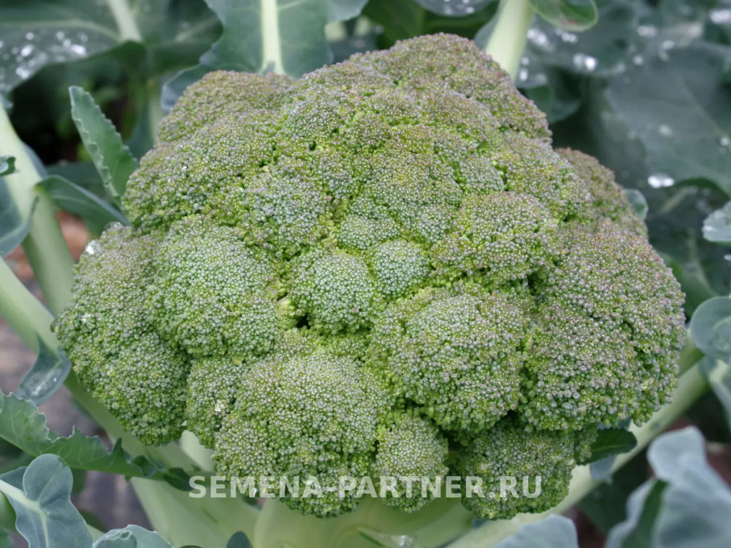 Капуста брокколи Маратон - Партнер фото 2