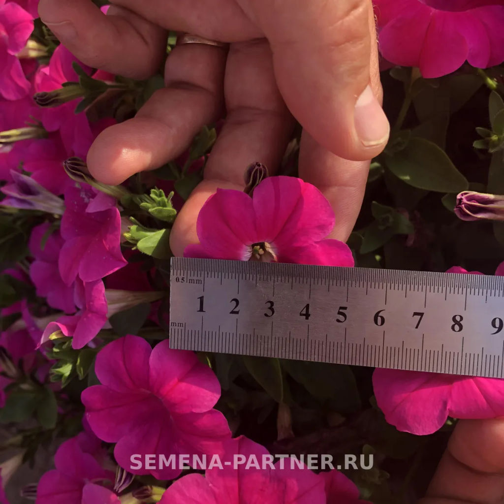 Петуния Итальянка Мануэлла каскадная розовая - Партнер фото 6