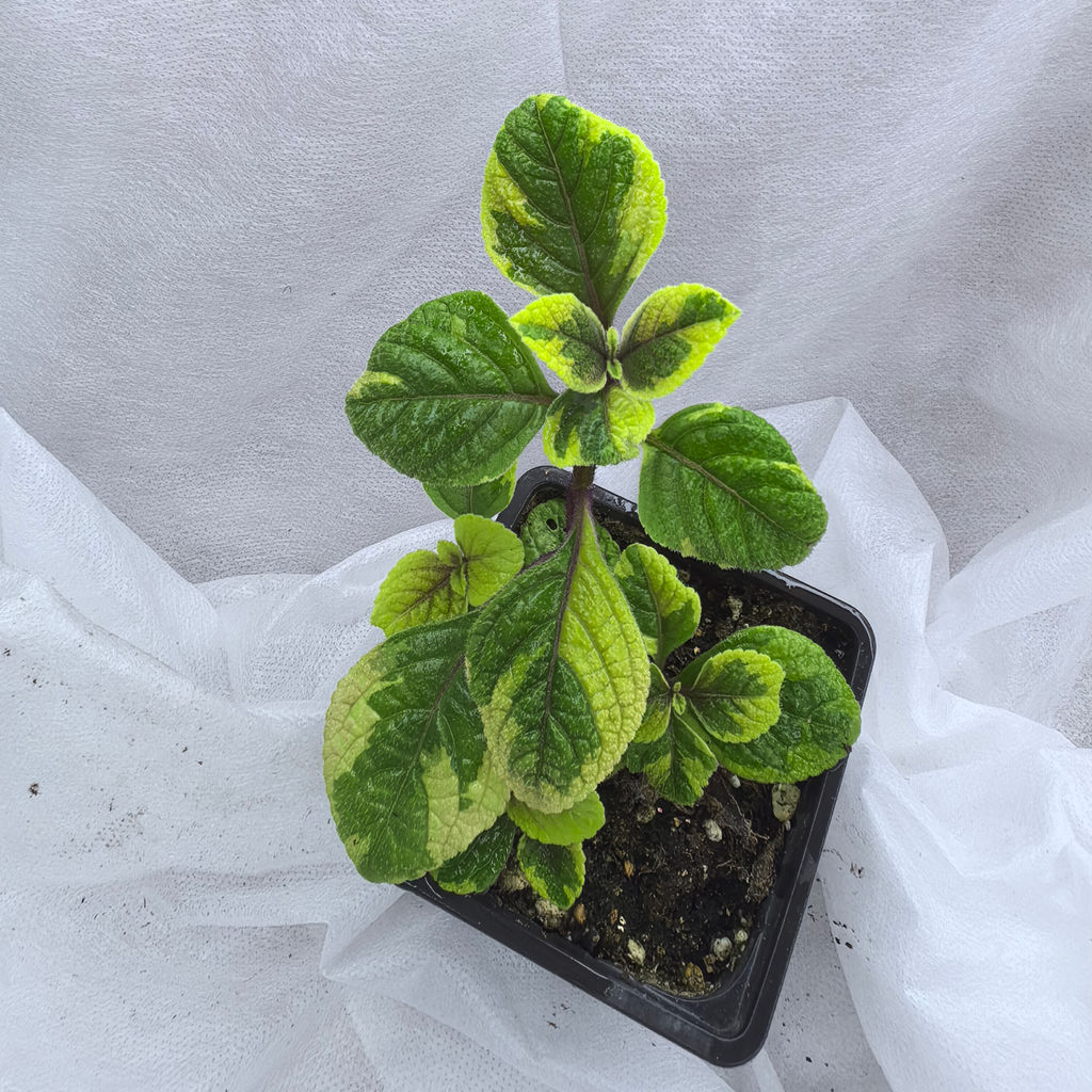 Плектрантус Золото Трои