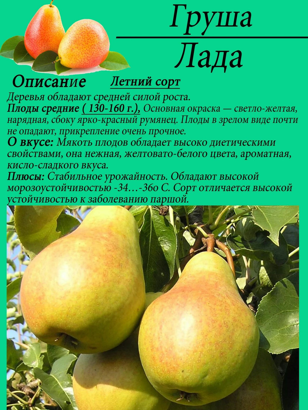 Груша Лада - Волжский сад фото 3