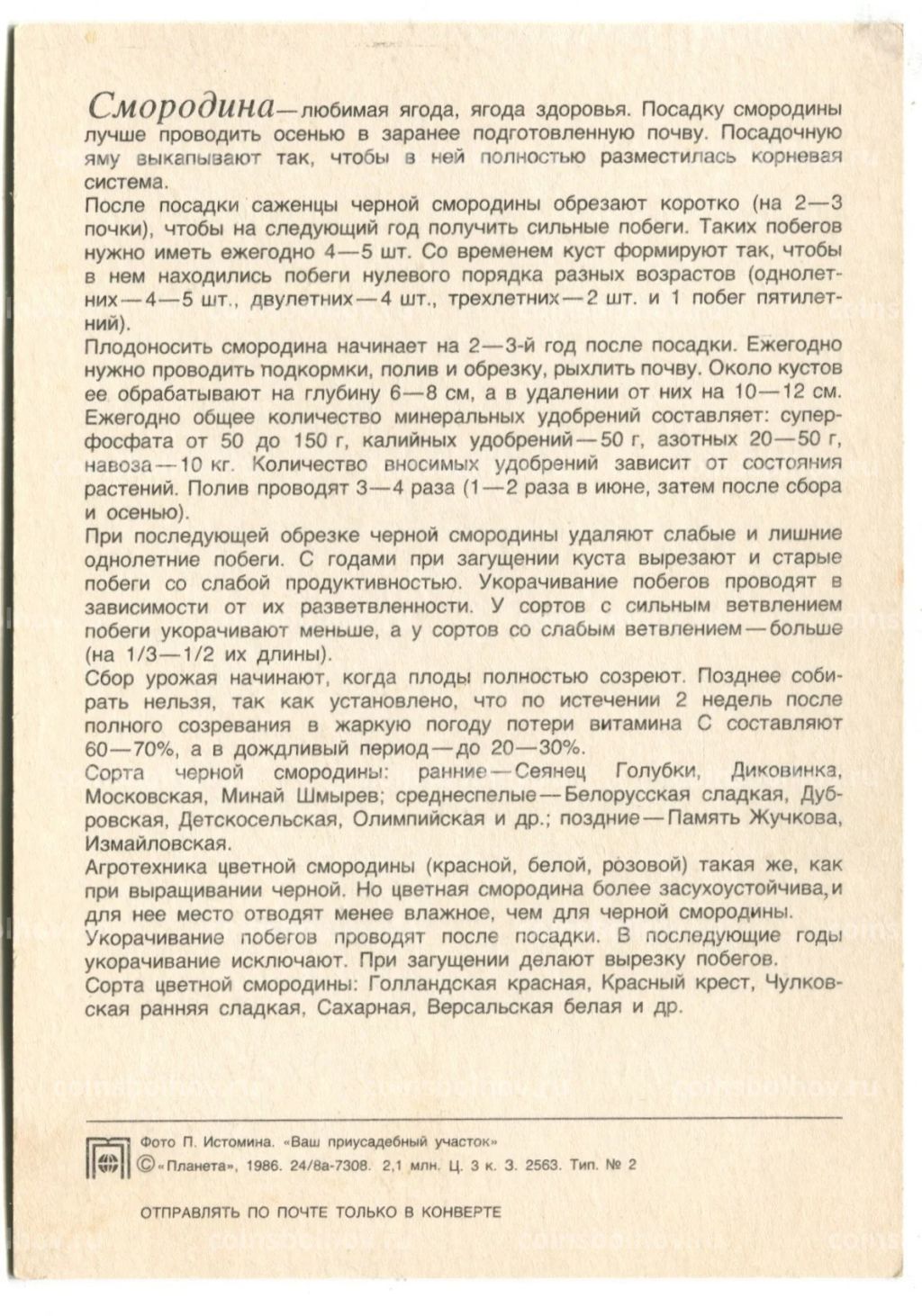 Открытка Смородина