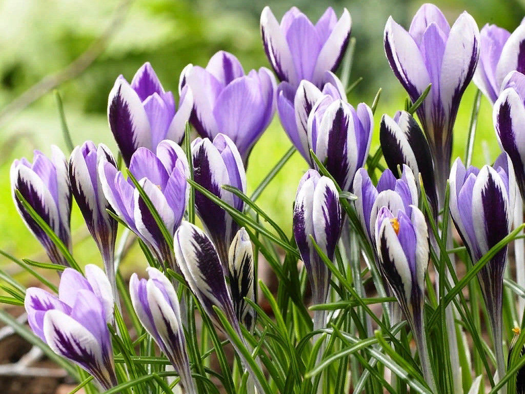 Крокус Spring Beauty (Спринг Бьюти) 5 шт