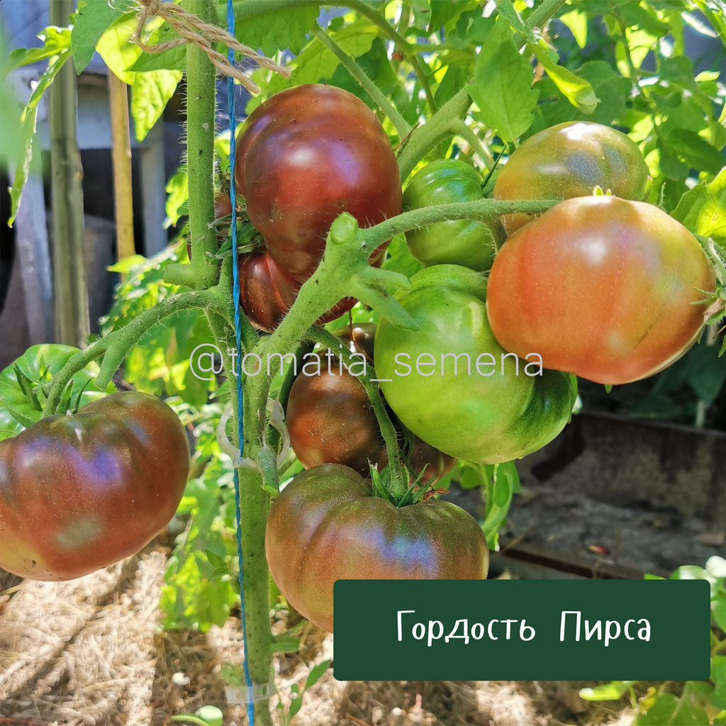 Гордость Пирса - Tomatia фото 3
