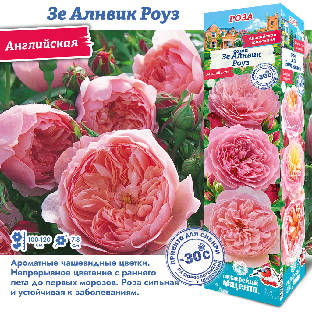 Роза Зе Алнвик Роуз (Английская) 1шт