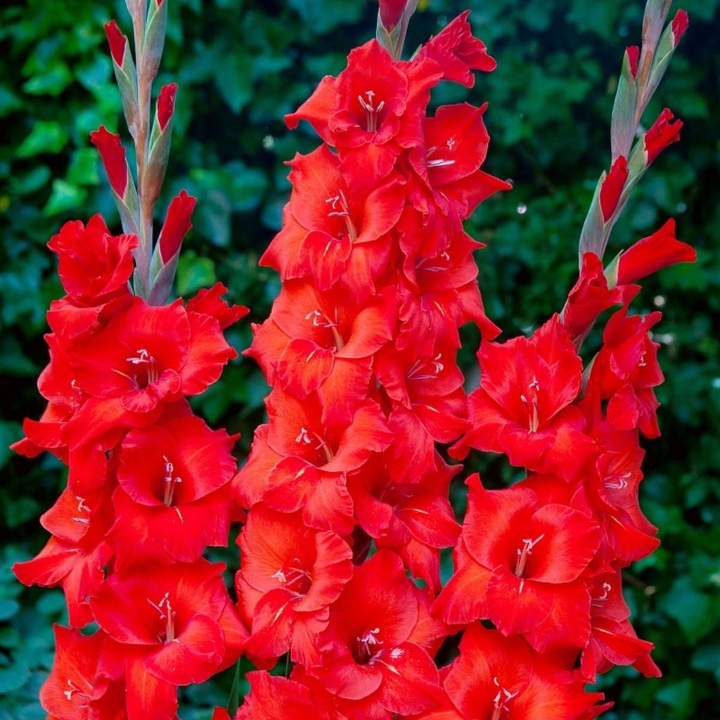 Гладиолус Magma - Голландские луковицы фото 2