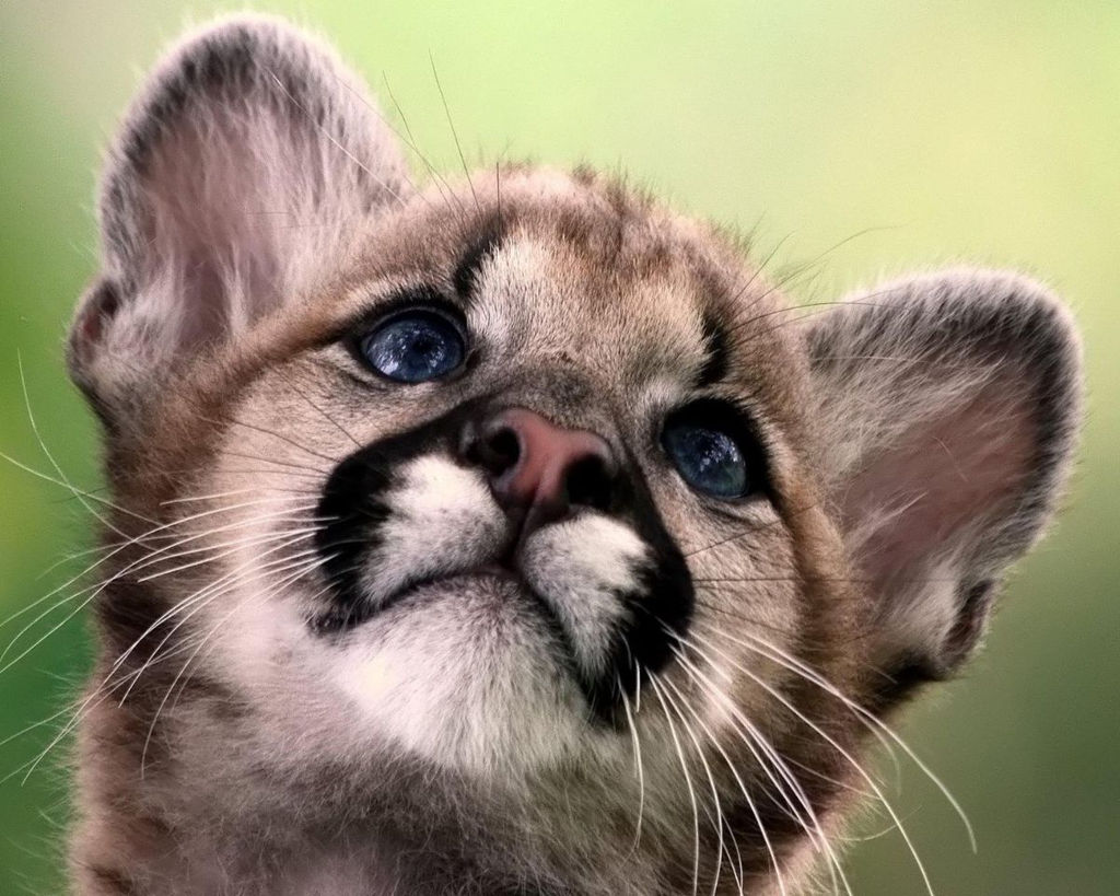 Картина по номерам на холсте и подрамнике 40х50 см