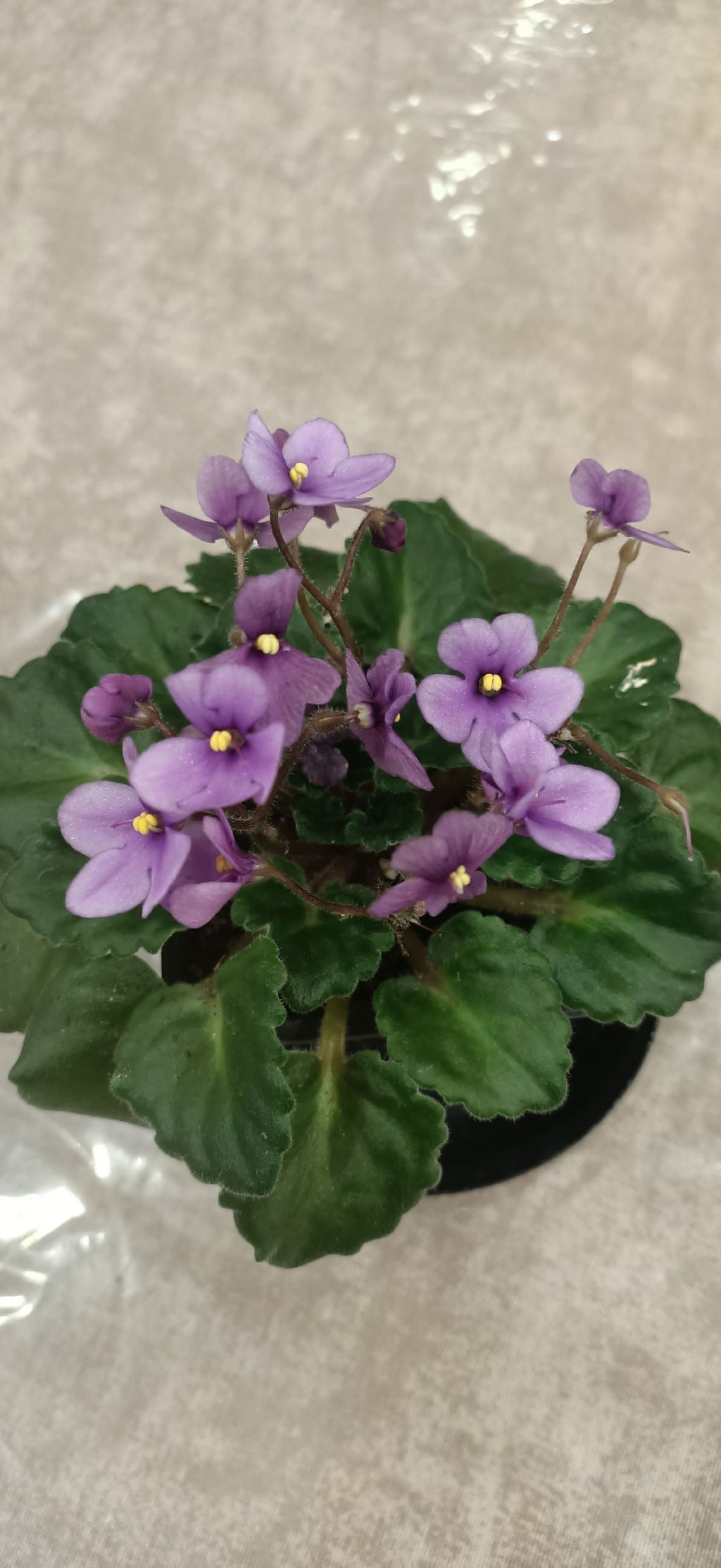 Фиалка Оптимара манитоба, горшок 0,3 л