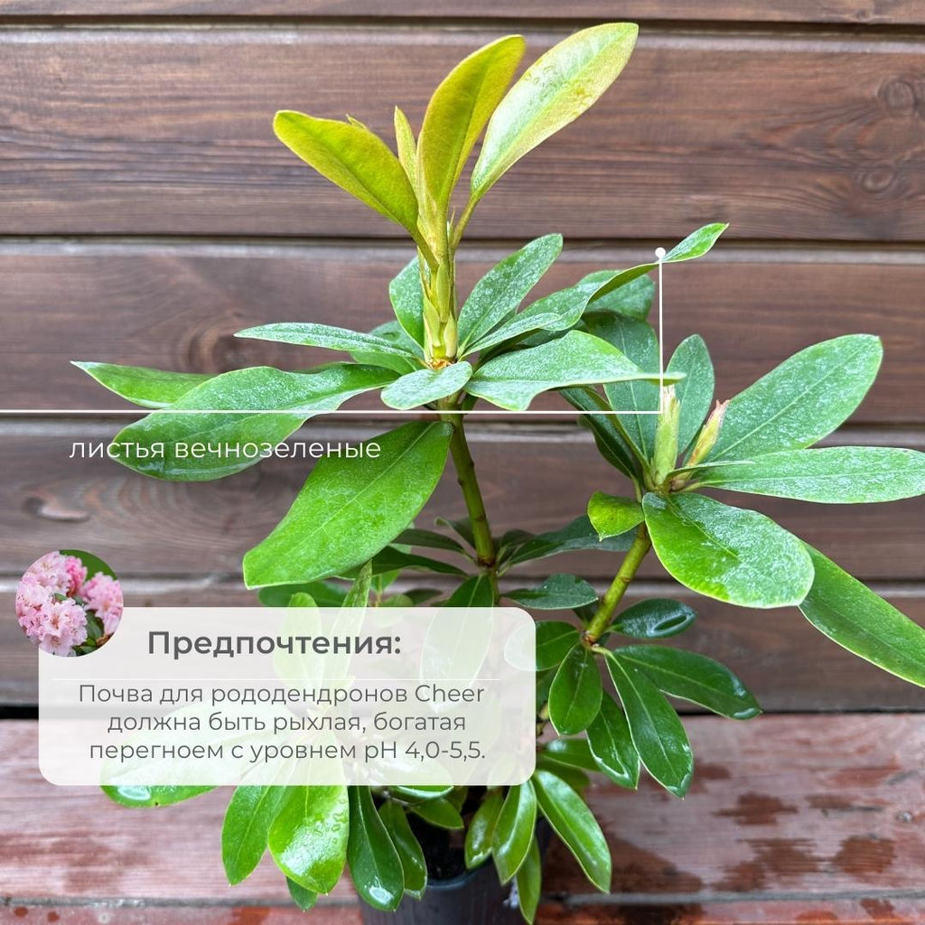 Рододендрон Cheer (Чир) - Долина роз фото 4