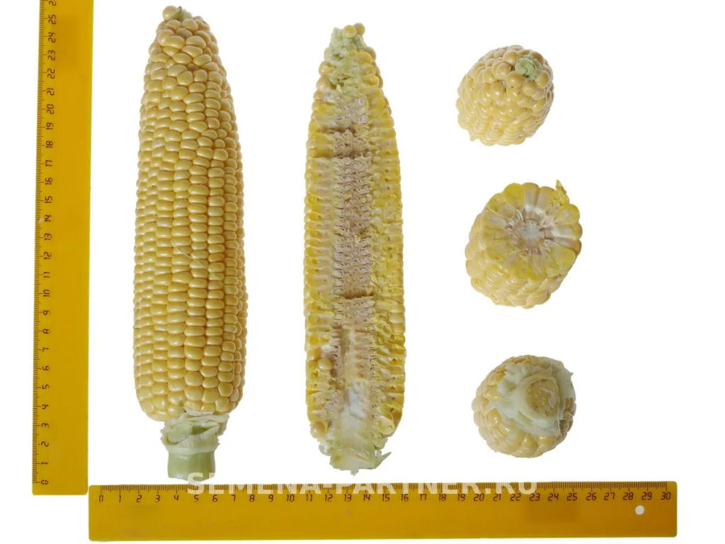 Кукуруза Саммер Свит - Партнер фото 7