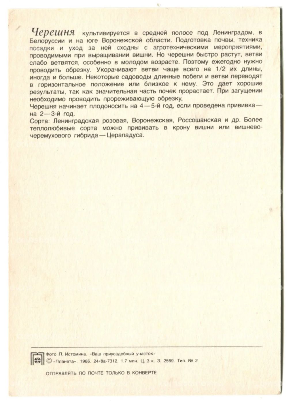 Открытка Черешня