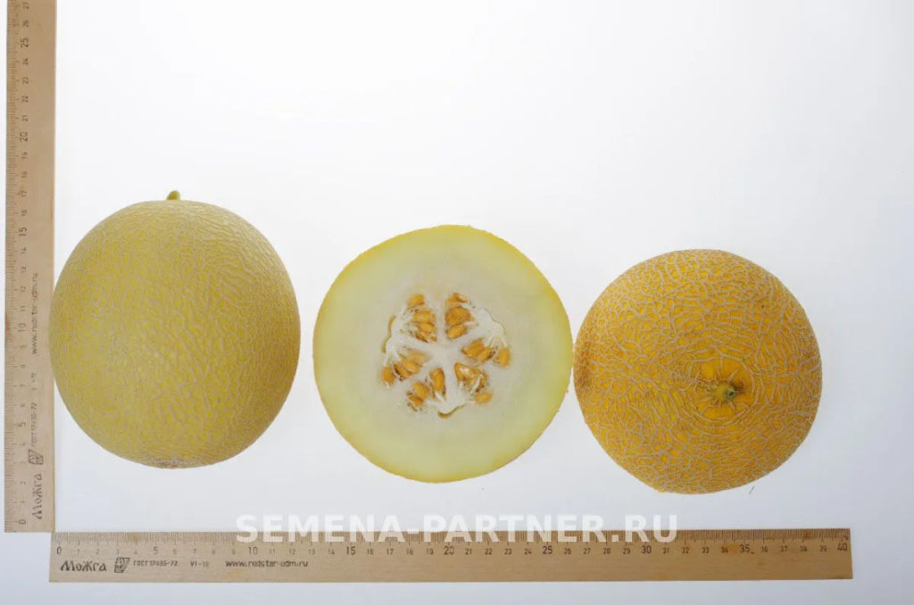 Дыня Майорка - Партнер фото 6