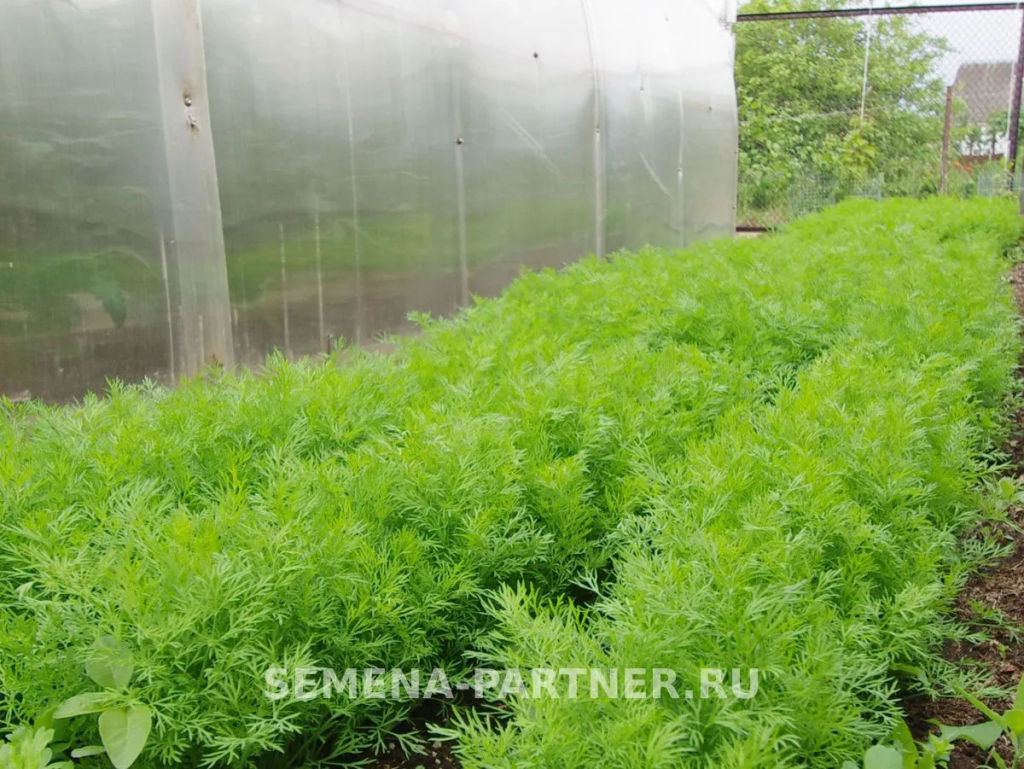 Укроп Мораван - Партнер фото 3