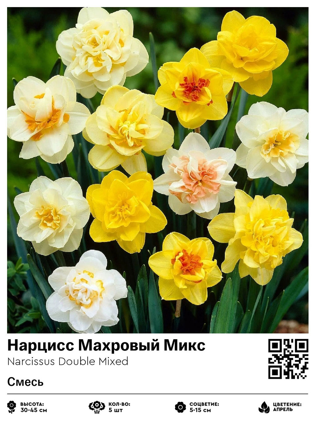 Нарцисс Double Mixed (Махровый) - Голландские луковицы фото 2