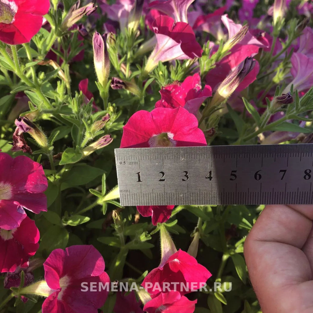 Петуния Лагуна Ирен каскадная розовая с глазком - Партнер фото 4