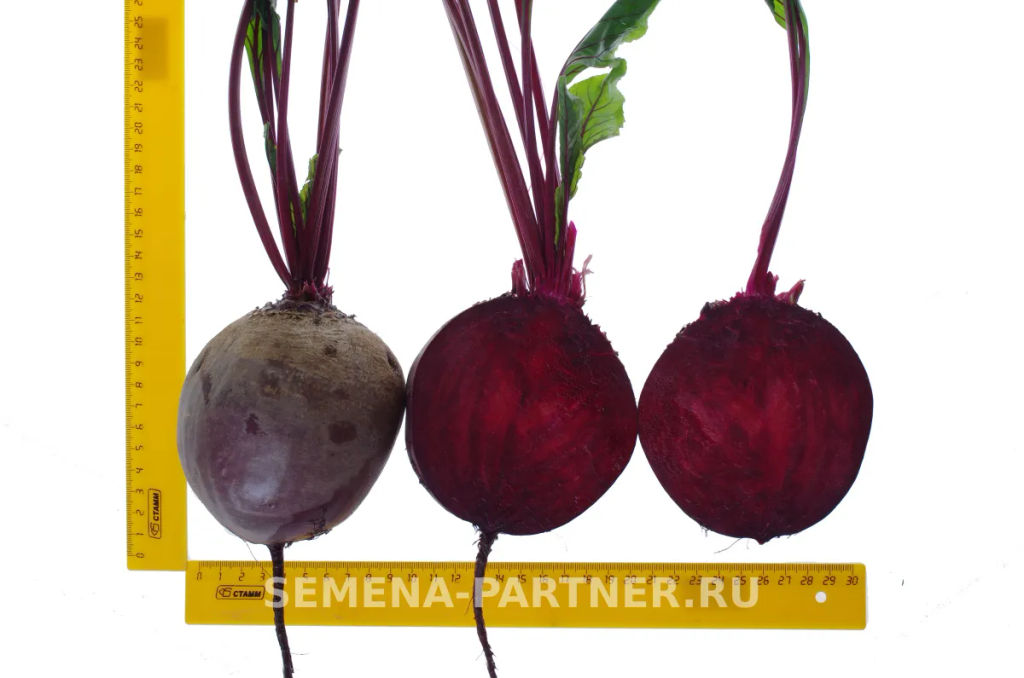 Свекла столовая Пабло - Партнер фото 4