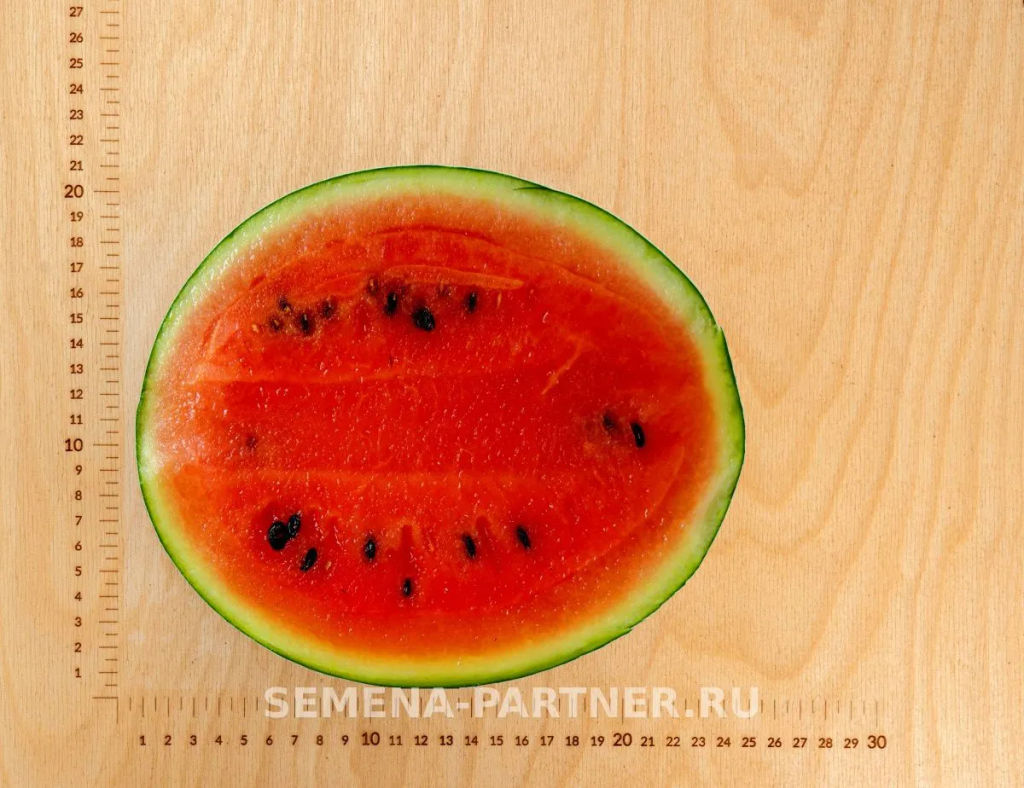 Арбуз Азиль - Партнер фото 5