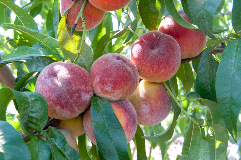 Персик Память Симиренко - Долина роз фото 2