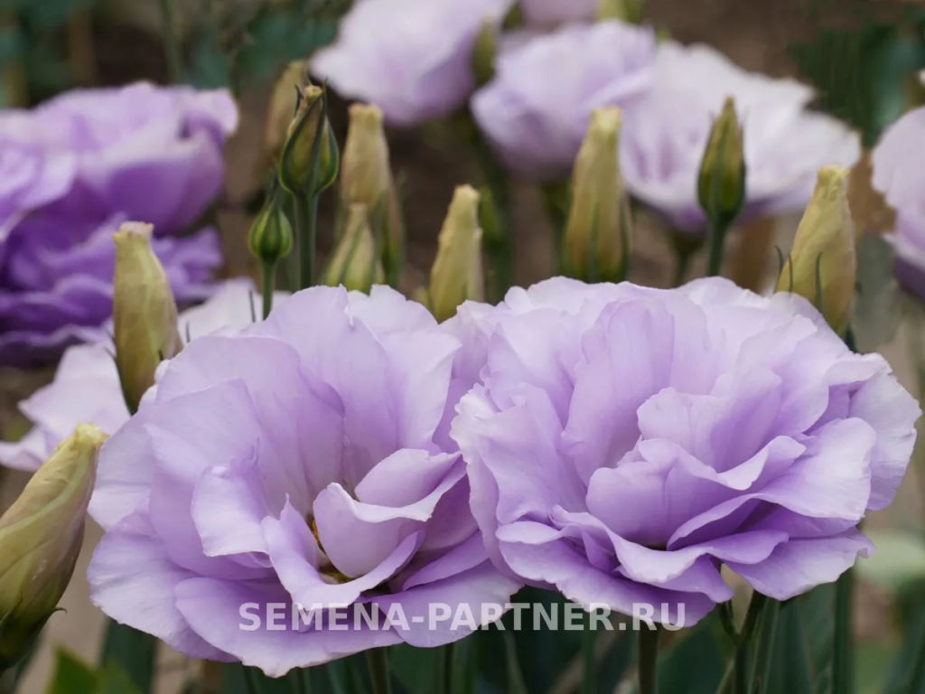 Эустома срезочная махровая лиловая Мадам Марсо - Партнер фото 6