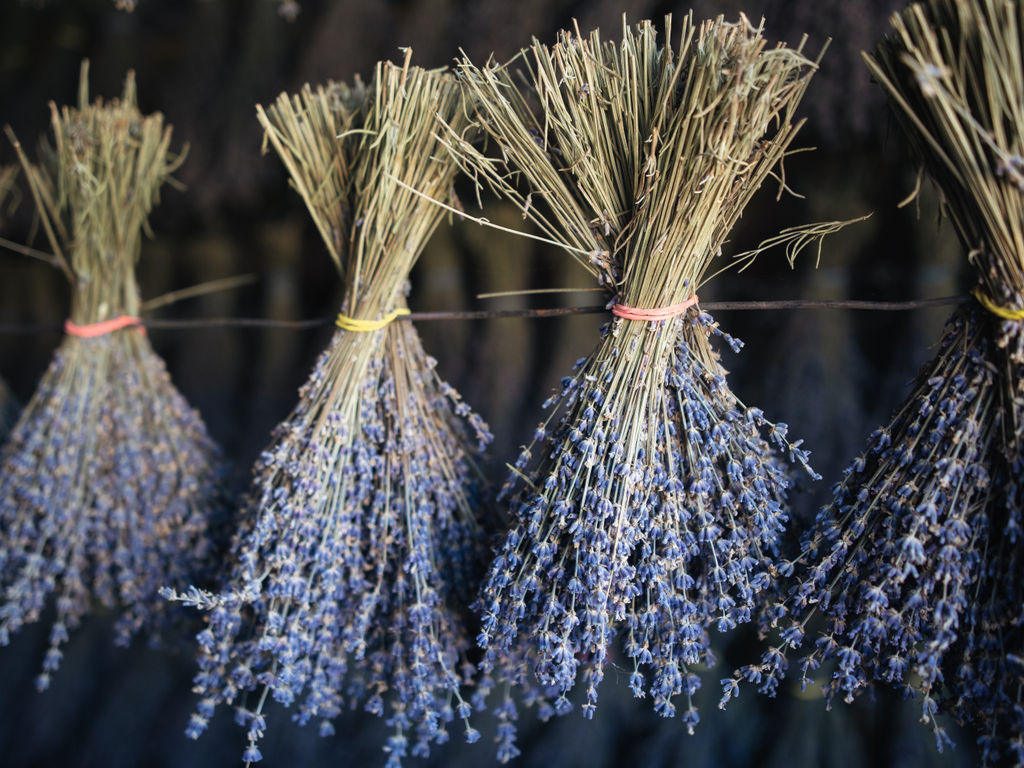 Букет лаванды крымской Синева - Травы горного крыма фото 11