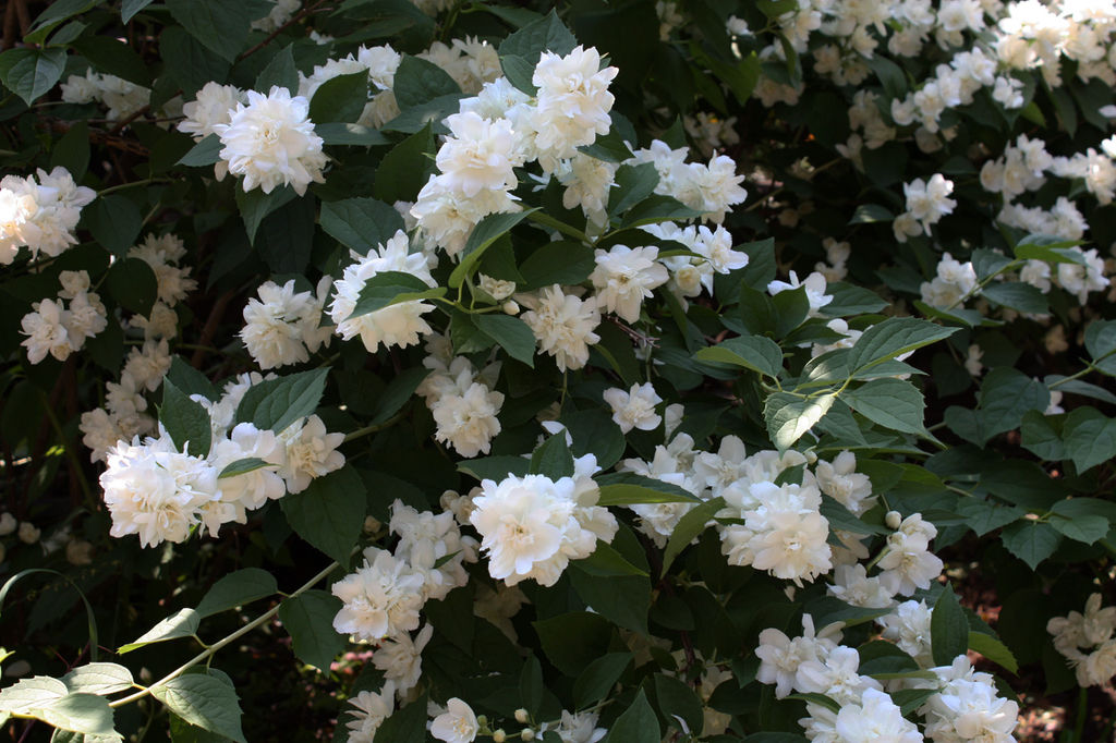 Чубушник Шнеештурм - САДовник фото 2