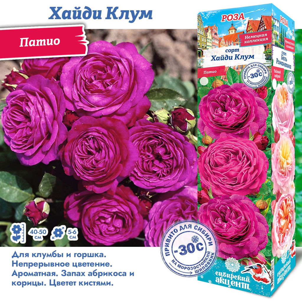 Роза Хайди Клум (Патио) 1шт
