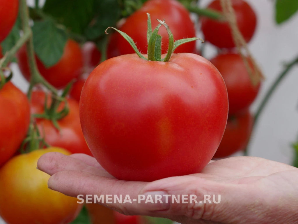 Томат Прекрасная Леди F1 - Партнер фото 2