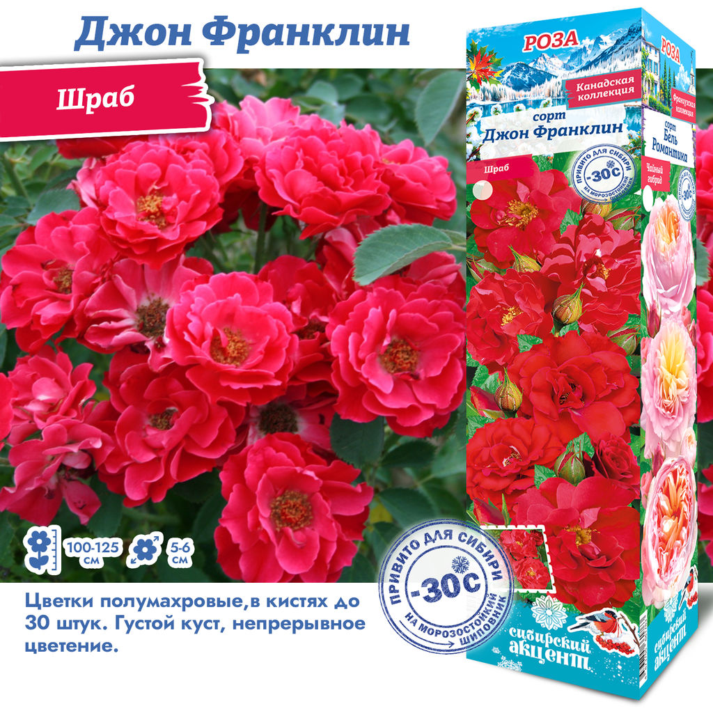 Роза Джон Франклин (Канадская/Шраб) 1шт