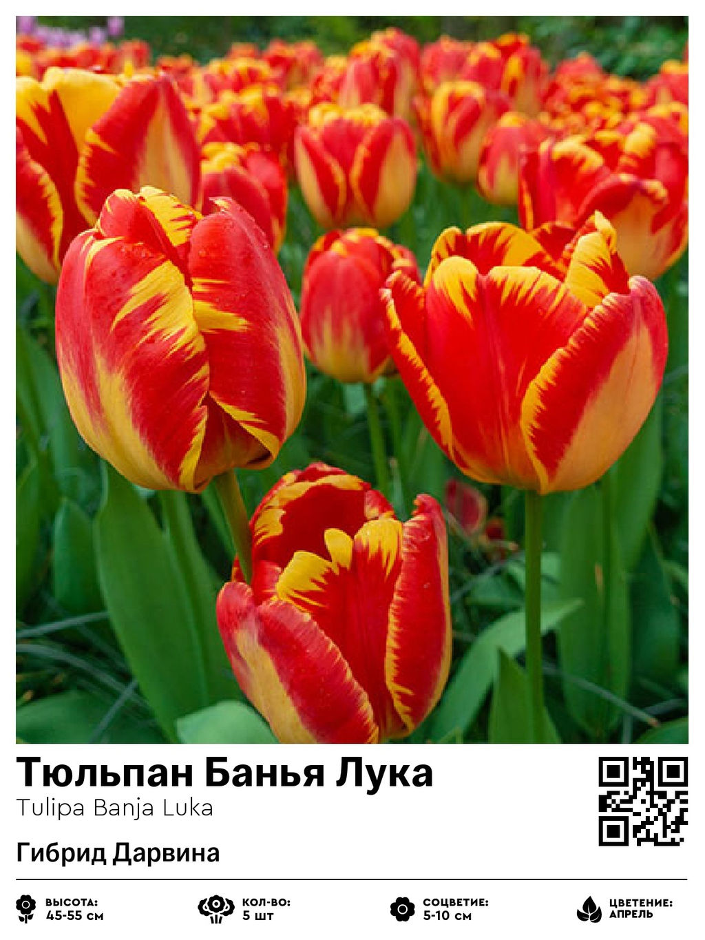 Тюльпан Banja Luka (Гибрид Дарвина) - Голландские луковицы фото 2