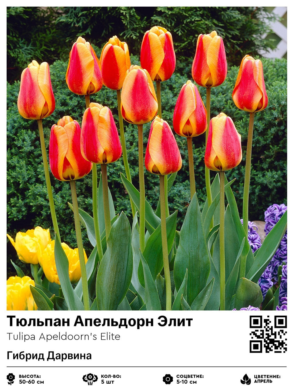 Тюльпан Apeldoorns Elite (Гибрид Дарвина) - Голландские луковицы фото 2
