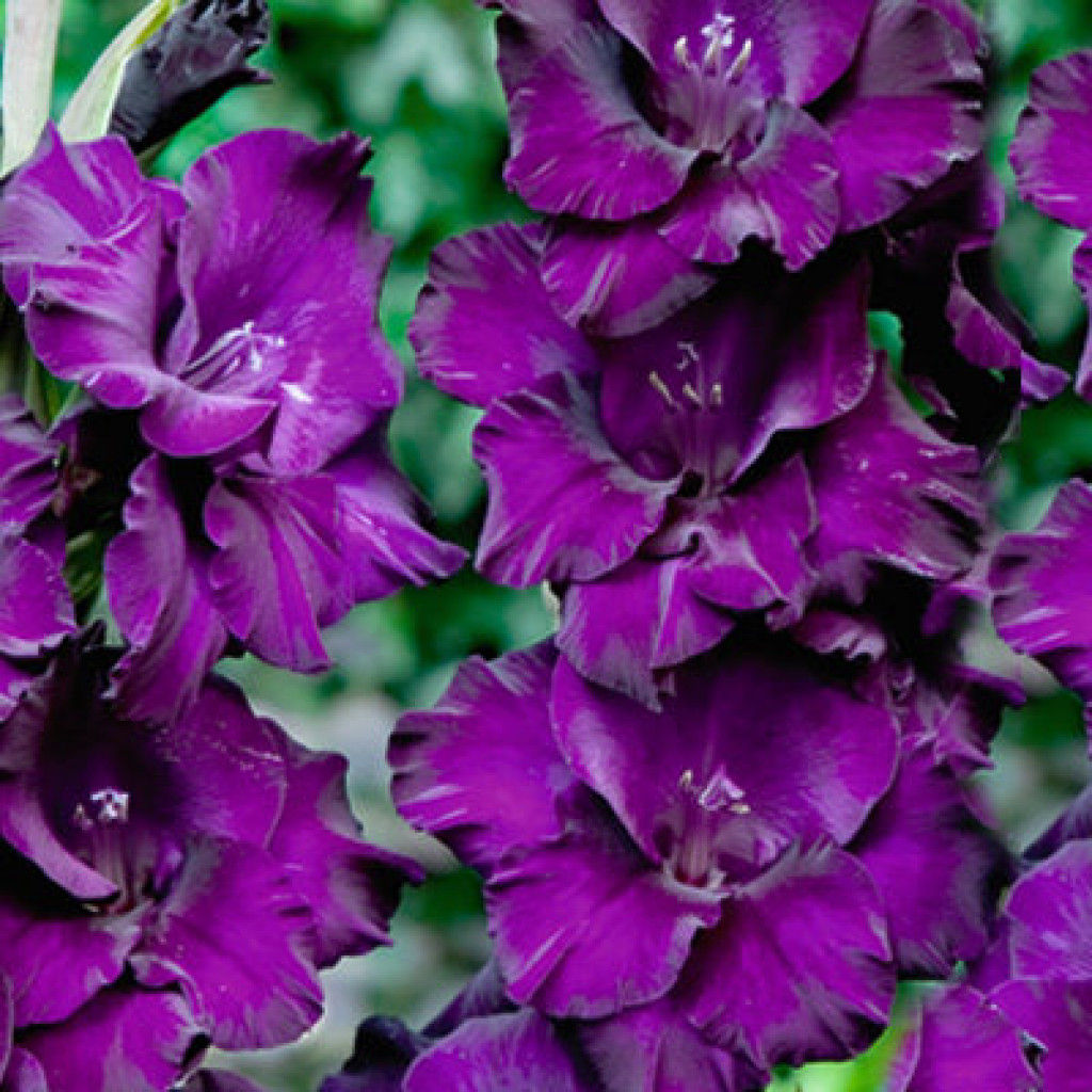 ГЛАДИОЛУС Вельвет Распберри Разбор 10/12 Кол-во упак., шт 8