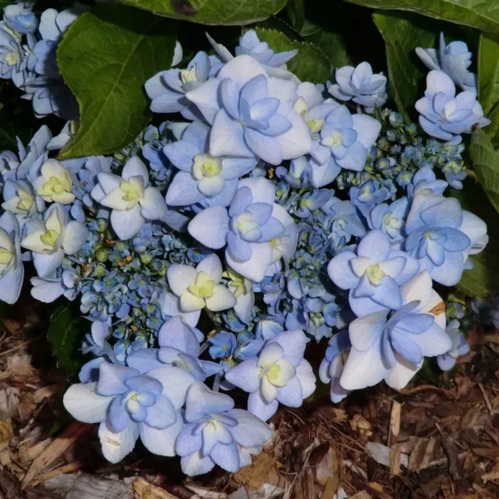 Гортензия крупнолистная Ю энд Ми Форевер