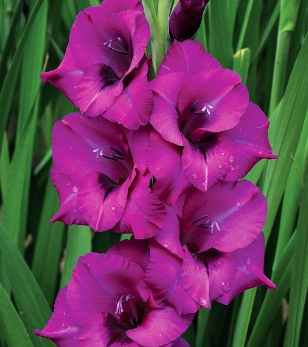 ГЛАДИОЛУС Пёрпл Диамонд Разбор 10/12 Кол-во упак., шт 8