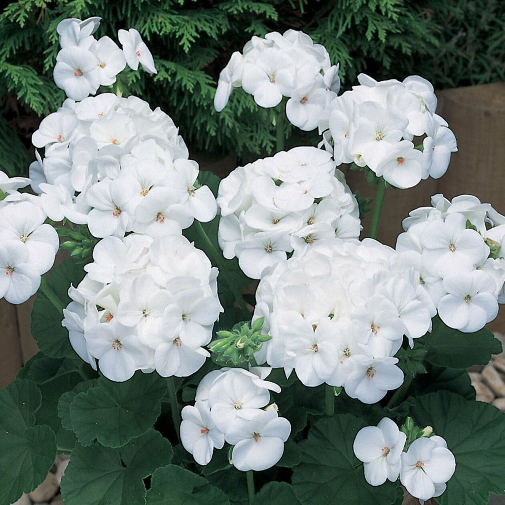 Пеларгония белая Перламутр