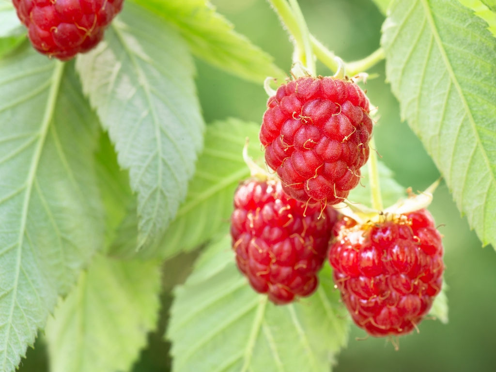 Малина Лесная Нимфа - Долина роз фото 3