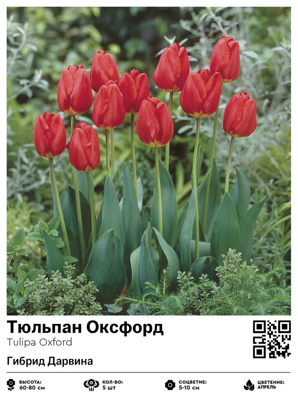 Тюльпан Oxford (Гибрид Дарвина) - Голландские луковицы фото 2