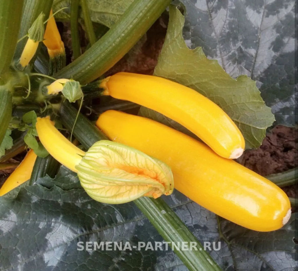 Кабачок Ясмин - Партнер фото 3