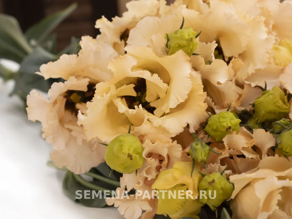 Эустома бахромчатая нежно-абрикосовая Сеньорита Марсела - Партнер фото 3