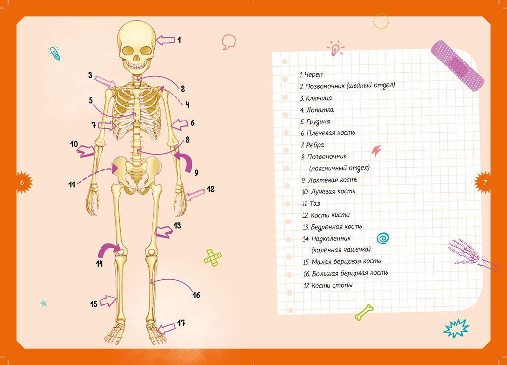 Тело человека. Интерактивная детская энциклопедия с магнитами (нов.оф.) (в коробке). Педрола А. - Махаон фото 5