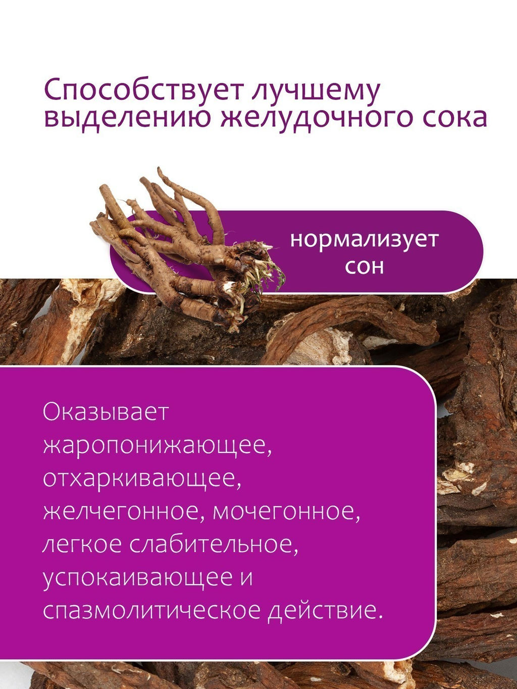 Корень одуванчика - Травы горного крыма фото 6