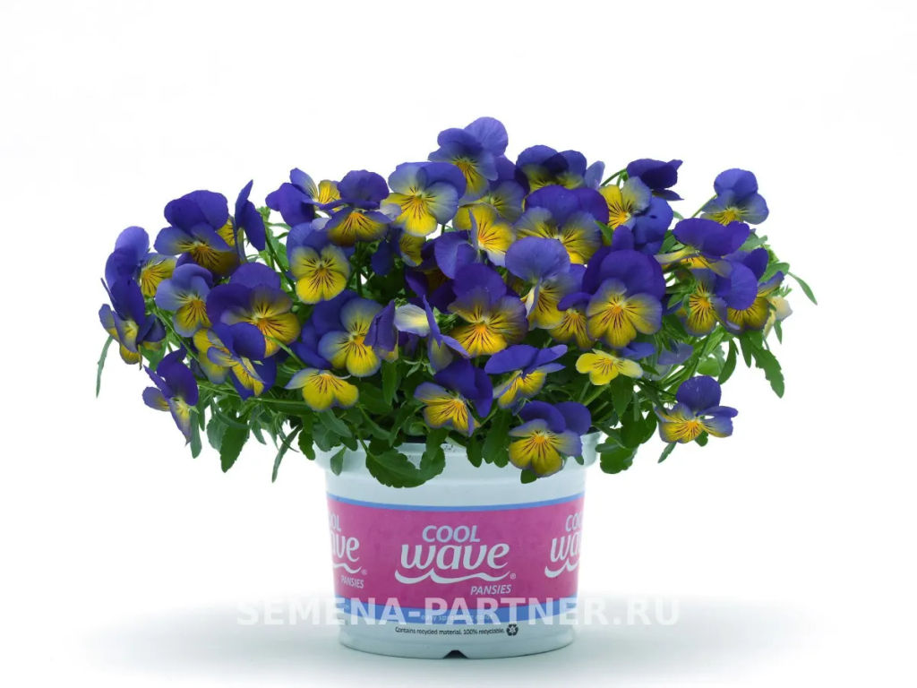 Виола ампельная Кул Вэйв Морфо - Партнер фото 4