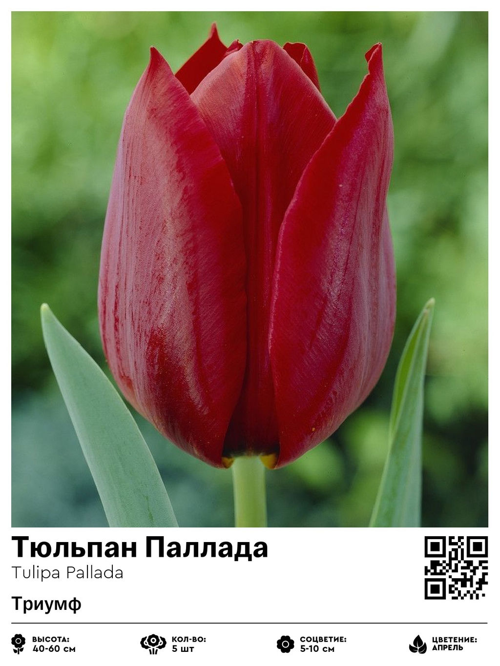 Тюльпан Pallada (Триумф) - Голландские луковицы фото 2