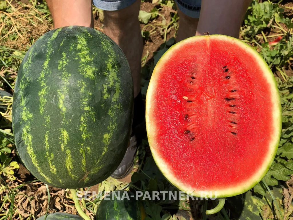 Арбуз Айваз - Партнер фото 3