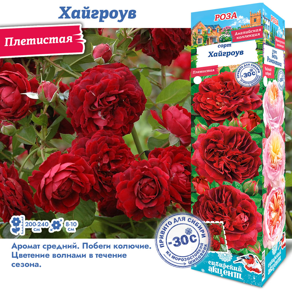 Роза Хайгроув (Плетистая) 1шт