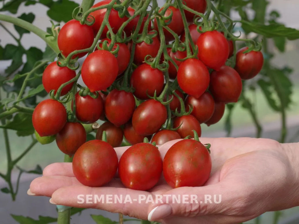 Томат Джессика - Партнер фото 3