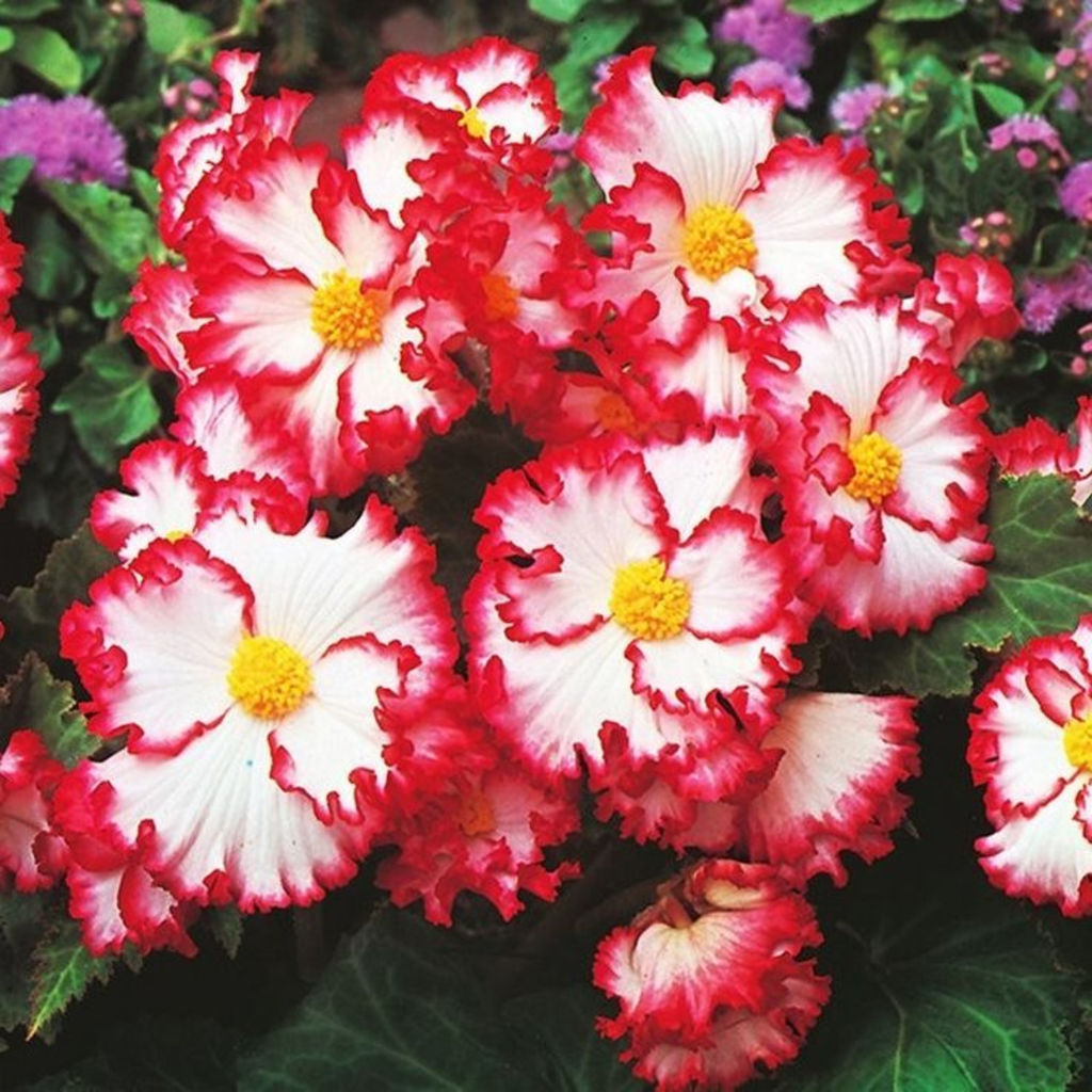 БЕГОНИЯ Криспа Маргината Вайт/Рэд Разбор 5/6 Кол-во упак., шт 3