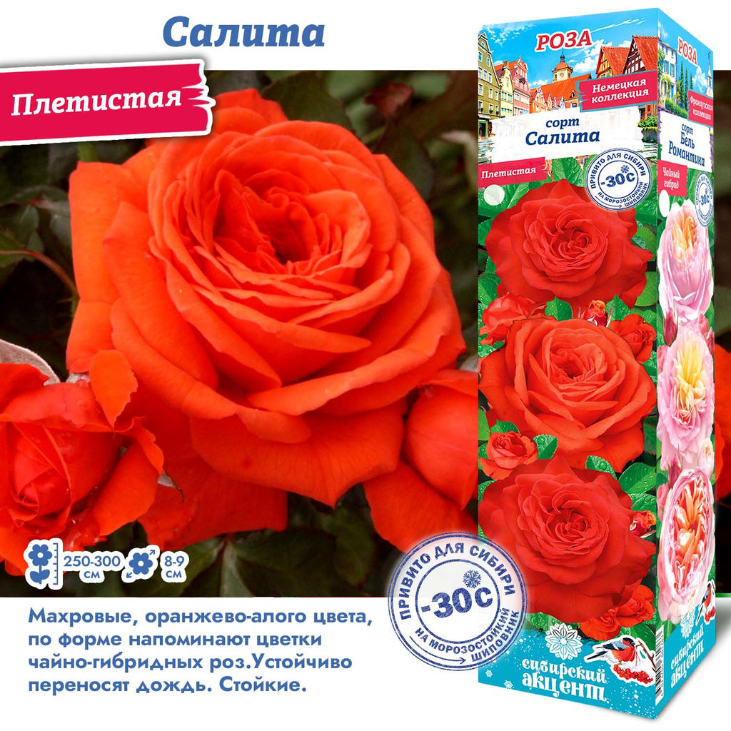 Роза Салита (Плетистая) 1шт