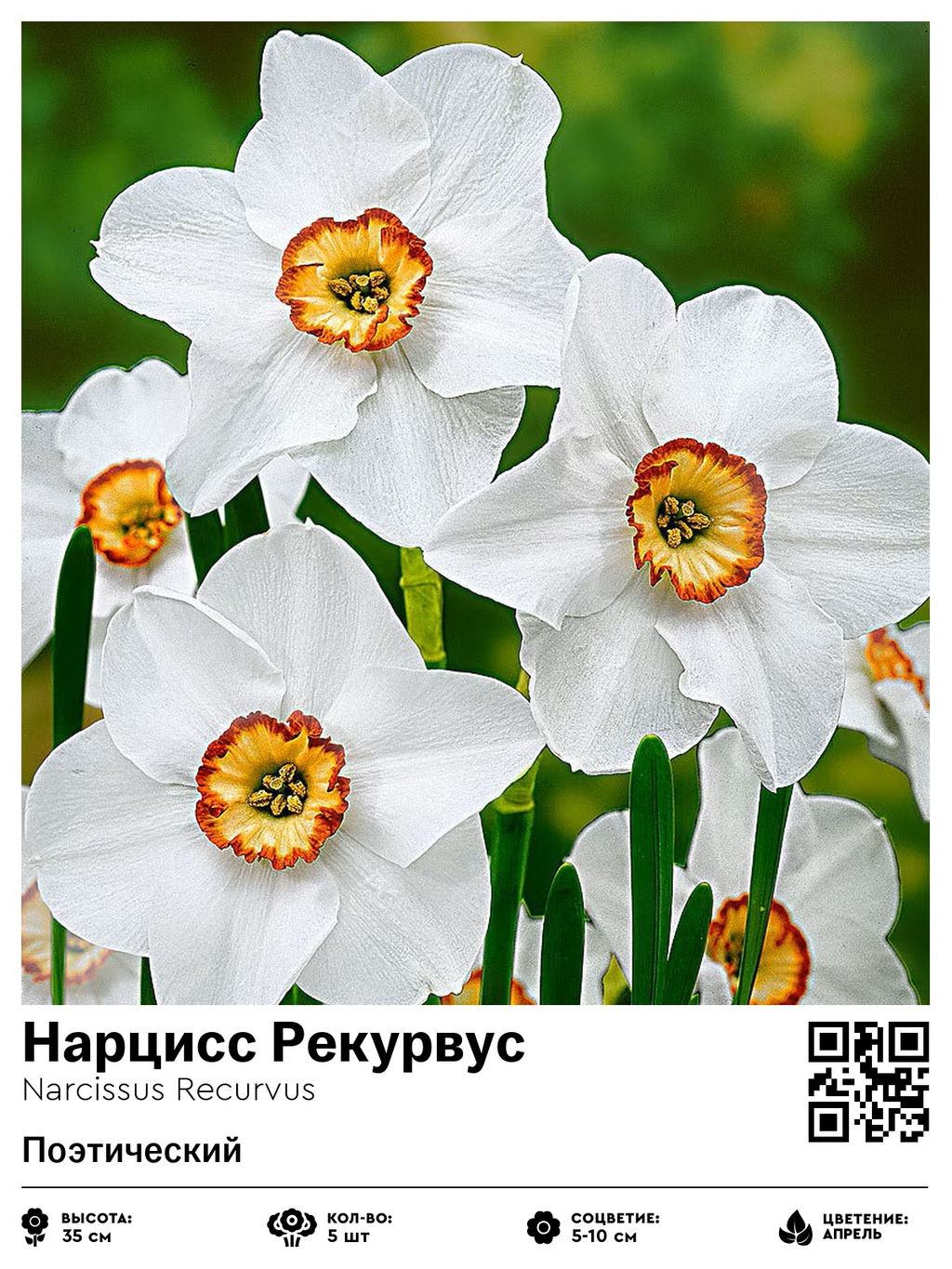 Нарцисс Recurvus (Поэтический) - Голландские луковицы фото 2