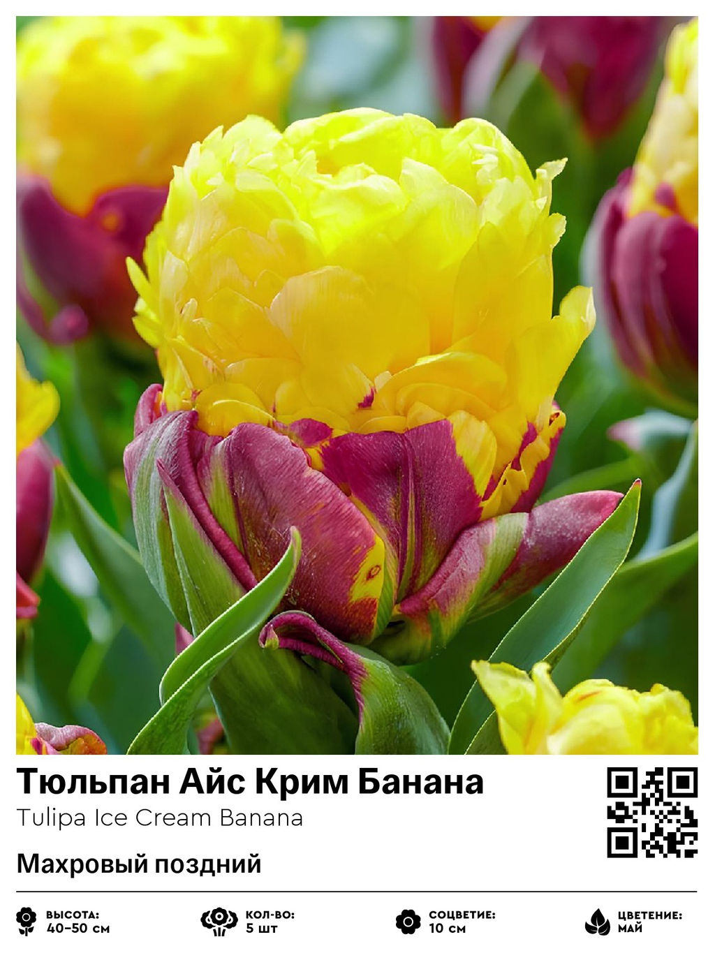 Тюльпан Ice Cream Banana (Махровый поздний) - Голландские луковицы фото 4